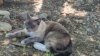 Hilang Selama Dua Bulan, Seekor Kucing Secara Misterius Kembali ke Rumah
