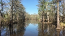 Gliding through a cypress swamp in Texas