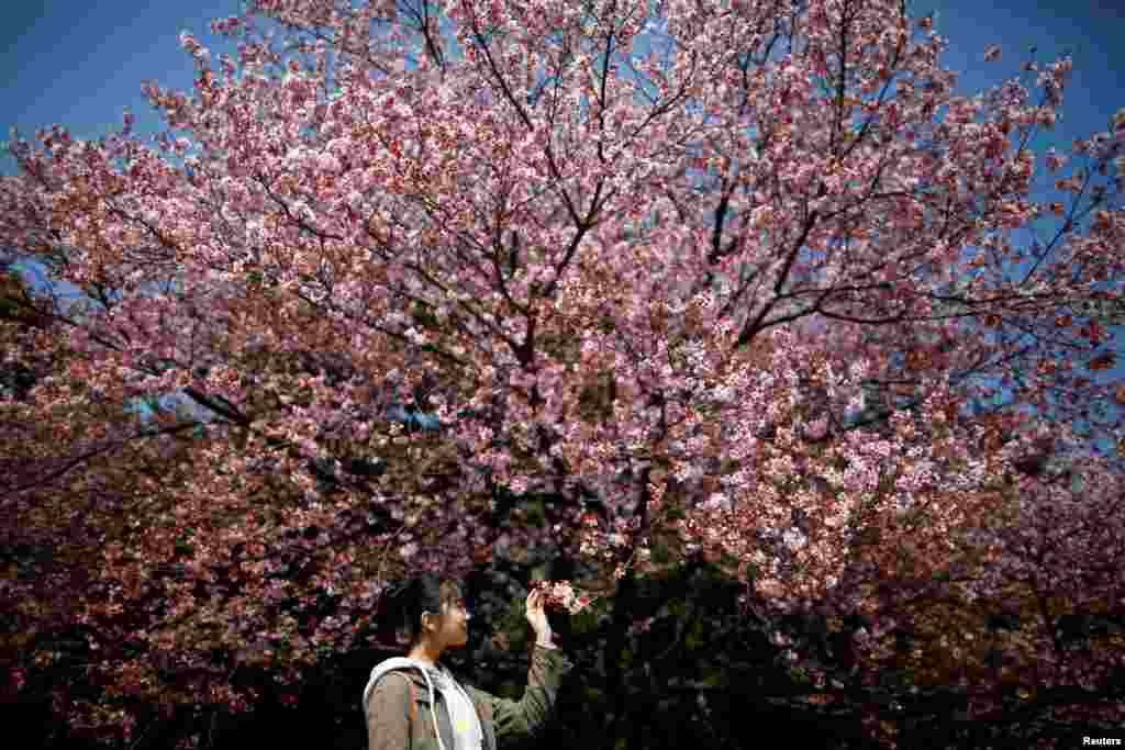 2018年3月14日,日本东京的新宿御苑,花团锦簇中,一位青年女子观察樱花花蕾。套用中国宋人辛弃疾的一首词来说,人看樱花多妩媚,料樱花看人应如是 。