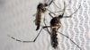 Pasien Virus Zika di AS Tulari Perawat