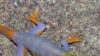 208 New Species Discovered in Southeast Asia