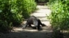 Seekor Komodo di Taman Nasional Komodo, Nusa Tenggara Timur, 6 April 2018. (REUTERS/Henning Gloystein)
