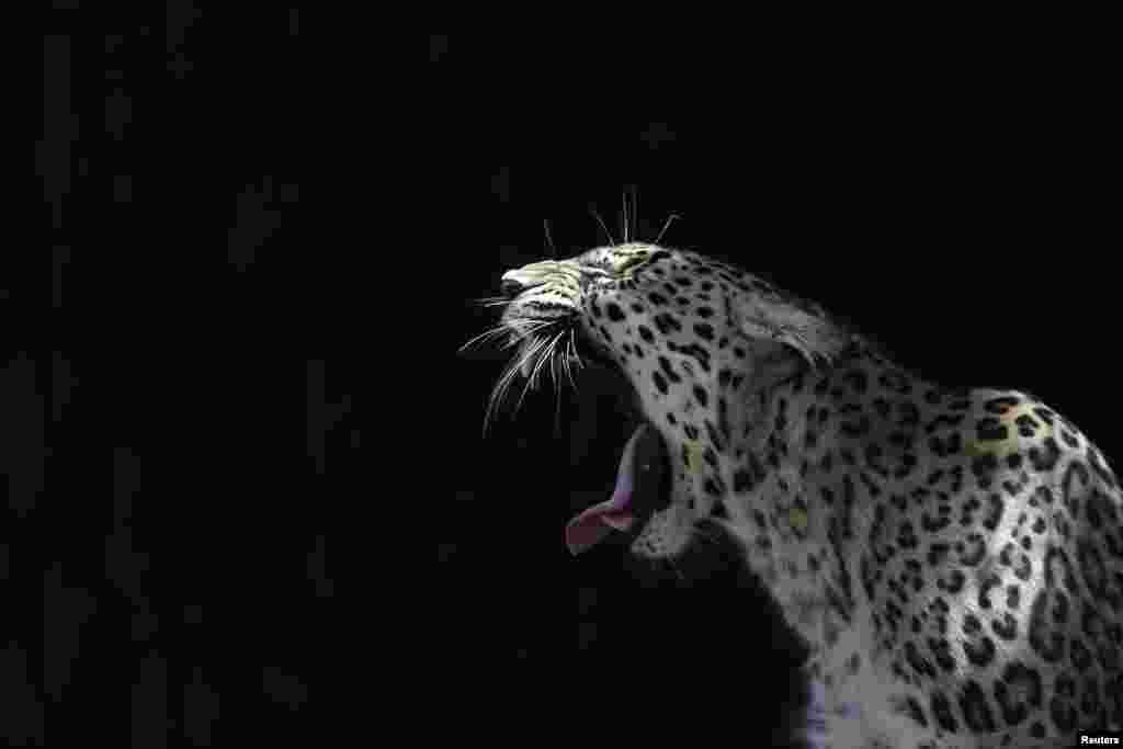 Seekor macan tutul menguap di dalam kandang di kebun binatang kota Madrid, Spanyol.