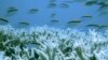 Australia Approves Reef Development Plan