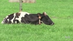 Farmers Go High-Tech to Monitor Their Cows