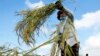 Poll: From Duped Maids to Rice Farmers, Asian Women Lead the Way in Businesses to Aid Society