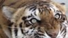 Endangered Tiger Makes Resurgence in India