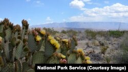A cactus plant in the Chihuahuan Desert, Big Bend National Park