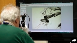 Evaristo Miqueli, un agent qui contrôle les moustiques, regardent un specimen au microscope, à Pembroke Pines, Floride, le 28 juin 2016.
