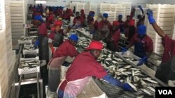 Antigo ministro e companhia angolana são alvo de investigação em desvio de quotas de pescas de cerca de 10 milhões de dolares