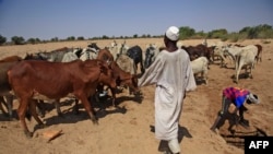 Un éleveur avec son troupeau dans le village de Hamada, dans le sud du Darfour, au nord de la capitale de la région, Nyala, le 3 février 2021.