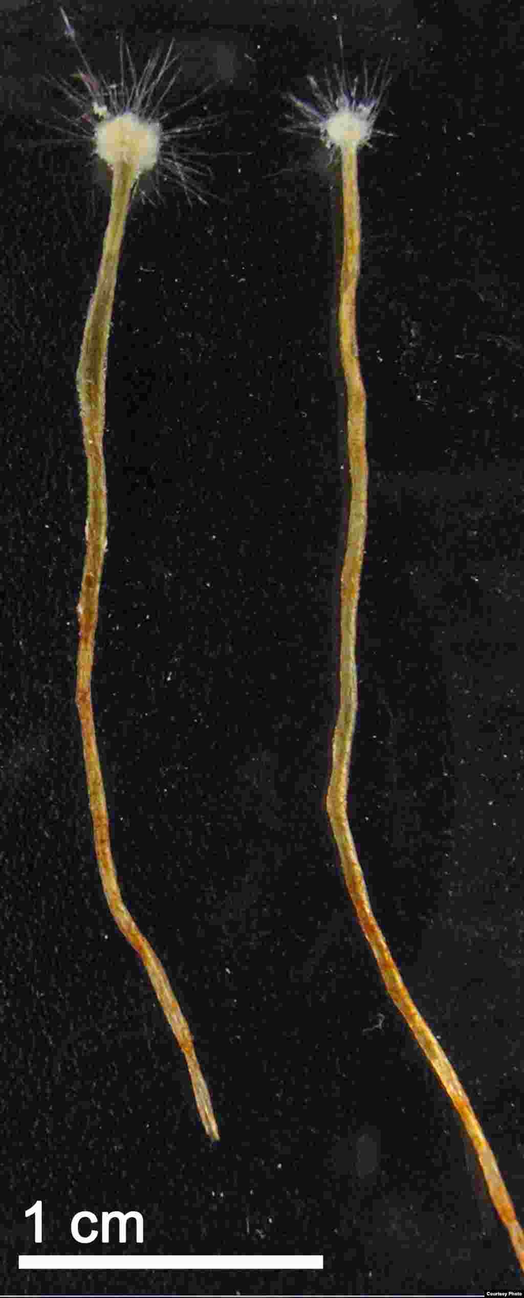 ThAmoeboid Protist – ‘อะมีบอยด์ โพรทิส’ สัตว์เซลล์เดียวจำพวกอะมีบา มีความยาว 4 ซม. พบแถบชายฝั่งทะเลเมดิเตอเรเนียน