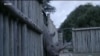 On the Brink of Extinction, the Northern White Rhino Now Has a Chance at Survival 