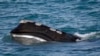 Genetic Testing May Help Save Endangered Whales