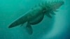 Quiz - Plankton More Important than Scientists Thought