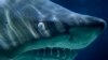 Un requin dans un aquarium, en Allemagne, le 9 novembre 2010.