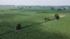 Are Biofuels a Clean Source of Energy?