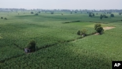 Sprawling fields of sugar cane are visible near Meerut, India, on August, 30, 2023. (AP Photo/Altaf Qadri)