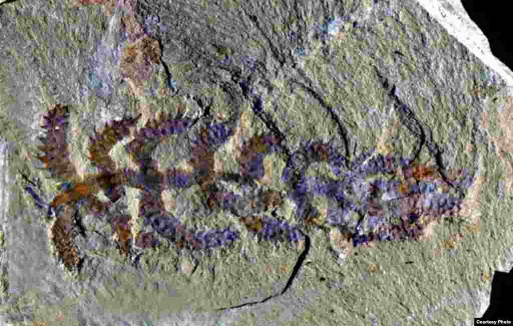 Diania cactiformis. Common Name: Walking Cactus. This fossil, discovered in China, looks more like a “walking cactus” than an animal, but belongs to an extinct group with wormlike bodies and multiple pairs of legs. (Photo: Gianni Liu)