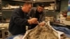 Jason Osborne and Jasper Akerboom swabbing a 14-million-year old baleen whale skull but fail to find yeast at the Calvert Marine Museum, Marlyland. (Courtesy PaleoQuest)