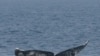 Melting Arctic Triggers Re-arrangement of Marine Life