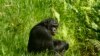 UNESCO Removes DR Congo Park From Endangered List 
