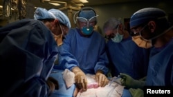 The NYU Langone Health surgical team examines the pig kidney for any signs of hyperacute rejection in this undated photo. The team successfully attached a kidney from a genetically engineered pig to a human body. (Joe Carrotta for NYU Langone Health/Handout via REUTERS)