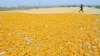 China Rejects More US Corn Amid Trade Tensions