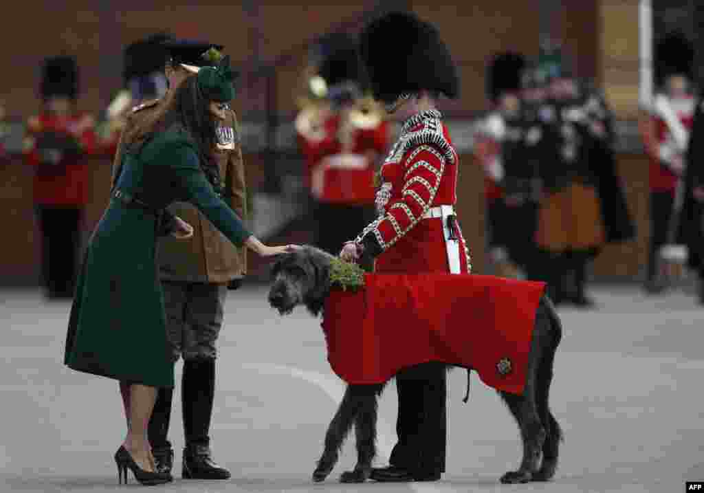 Duchess of Cambridge alias Kate Middleton (kiri) menyapa anjing yang menjadi maskot warga Irlandia dalam perayaan hari St Patrick di kota Aldershot, Inggris. 