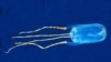 Tamoya ohboya. Common Name: Bonaire Banded Box Jelly (Photo: Ned DeLoach)