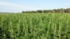 Les agriculteurs kényans comptent sur les prêts assurés pour l'achat des intrants et des semences