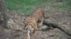 Harimau Sumatra. (Foto: Sumatra Rainforest Institute)
