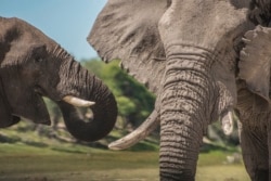 In this 2016 photo provided by researcher Connie Allen, a young adolescent African elephant stands next to an older bull in the Makgadikgadi Pans National Park in Botswana. Female elephants are well-known to form tight family groups led by experienced matriarchs, but males were long assumed to be loners because they leave their mother’s herd when they reach adolescence. Yet an emerging body of research is revealing the complex relationships of male elephant society, according to a study published Thursday, Sept. 3, 2020. (Connie Allen via AP)