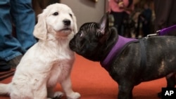 Pua, right, a 5-month old French bulldog inspects McKenzie, a 8-week old golden retriever during a news conference at the American Kennel Club headquarter, Wednesday, March 28, 2018, in New York. American Kennel Club rankings released in 2018 show French