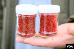 متخصصین می گویند افغانستان یکی از بهترین زعفران جهان را دارا می باشد.
