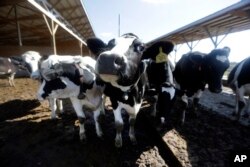 FILE - The use of antibiotics in livestock helps the animals stay healthy and grow faster, but bacteria develop resistance to the drugs, and those resistant bacteria can spread to people.