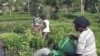 Refugees Plant New Roots in US Through Farming