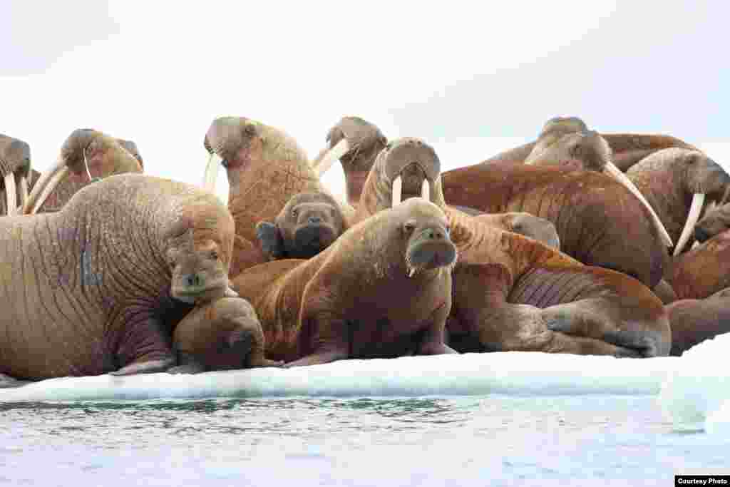 Adult female walruses on ice floe with young in waters of the Eastern Chukchi Sea, Alaska, face the threat of melting sea ice. (S.A. Sonsthagen/USGS)