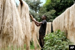 Employee Anathole Kisakye dries banana fiber threads at Tupande Holdings Ltd workshop, in Kiwenda village, Busukuma, Wakiso District. Uganda, Wednesday, Sept. 20, 2023. (AP Photo/Hajarah Nalwadda)