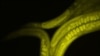 Experiments on Worms May Keep Astronauts Healthier in Space