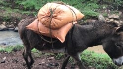 Harrootni Itiyoophiyaa Seeraan Ala Keeniyaatti Gurgurmu