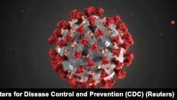 The ultrastructural morphology exhibited by the 2019 Novel Coronavirus
