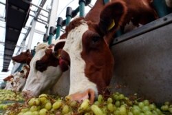 The buoyant bovines live on the top floor, while their milk is turned into cheese, yogurt and butter on the middle level, and the cheese is matured at the bottom.
