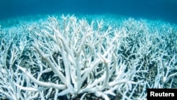 FILE - Bleached coral is photographed on Australia's Great Barrier Reef near Port Douglas, February 20, 2017 in this handout image from Greenpeace.