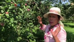 Kampung Amerika: Dadi Petani Buah nang Amerika
