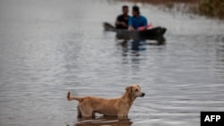 Seekor anjing melihat orang-orang menyeberangi jalan yang banjir dengan sampan yang disebabkan oleh Sungai Wawa Boom setelah lewatnya Badai Iota di Bilwi, Puerto Cabezas, Nikaragua pada 18 November 2020. (Foto: AFP)