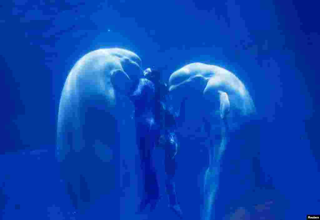 Dua ikan paus Beluga dan pelatihnya membentuk tanda &quot;Hati&quot; pada pertunjukan di Harbin, Heilongjiang, China.