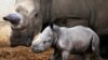 Des rhinocéros réintroduits dans un parc mozambicain