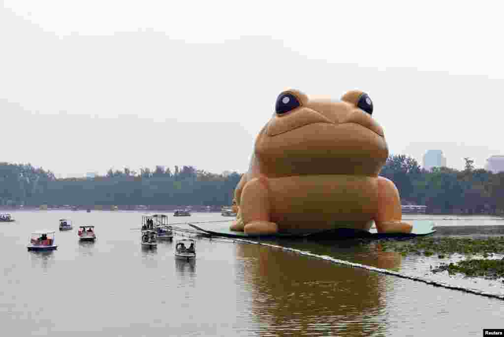 A giant inflatable toad is seen floating on a lake at Yuyuantan Park in Beijing, July 19, 2014. The 22-meter (72.2-feet) tall "golden toad" represents wealth and good fortune in traditional Chinese culture.