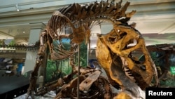FILE - A Tyrannosaurus rex skeleton is seen at the Smithsonian Natural History Museum dinosaur and fossil hall in Washington, U.S., June 4, 2019. (REUTERS/Kevin Lamarque/File Photo)